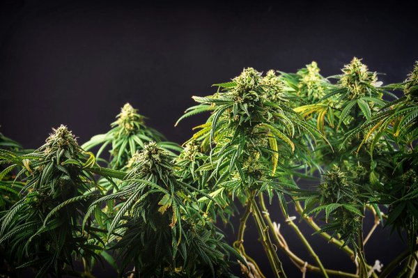 Différences entre trim de chanvre et fleurs de chanvre: guide pratique